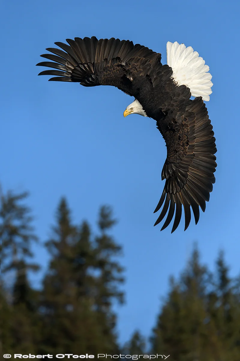 Bald eagle top bank made with the camera held vertically (shoot in vertical orientation with the battery grip). Nikon D850 with Sigma 120-300 Sports lens at 250mm 1/4000th sec at f/5.6 ISO 400 handheld and manual mode.
