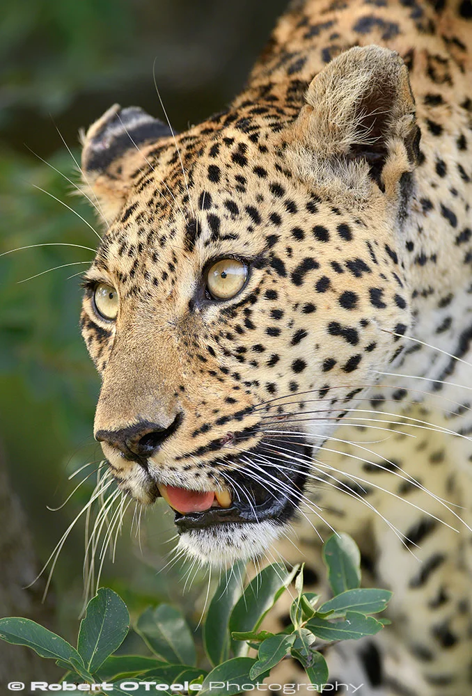 NIKON D500 and Sigma 500mm f/4 sports lens at 1/500th sec, f/4, ISO 450 manual mode, Auto-ISO, EV +0.3, handheld.