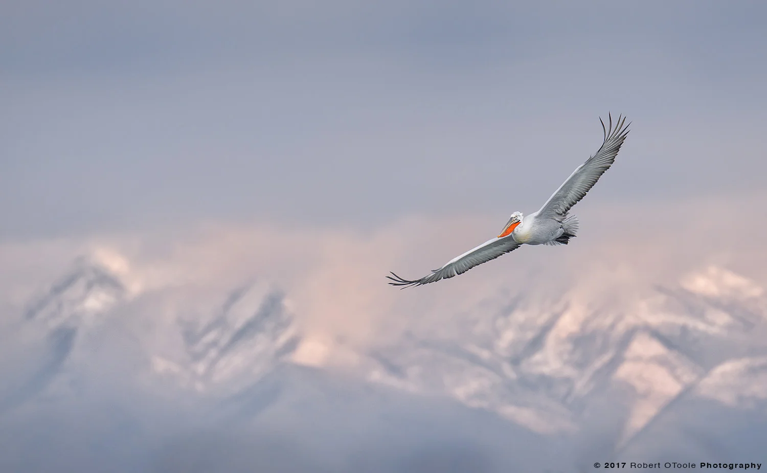 Dalmatian Pelican Flying against Mountains