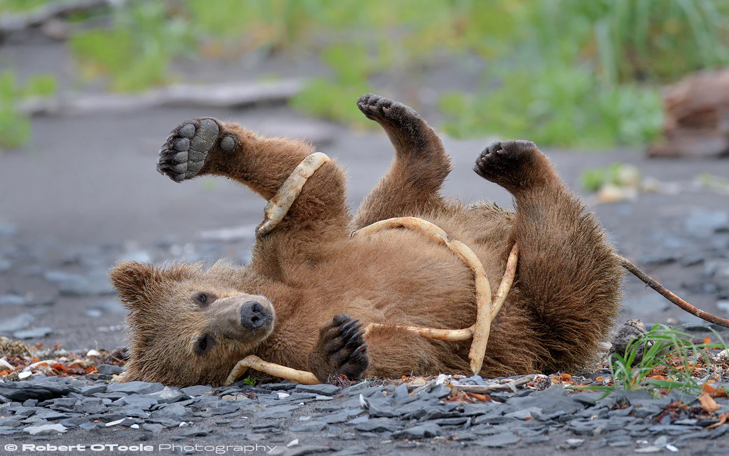 Hallo Bay, Katmai National Park and Preserve, Alaska, Nikon D850, Sigma 500 Sports lens, Manual mode, 1/1600 sec, f/4, Auto ISO, ISO 560, -0.3 EV, tripod