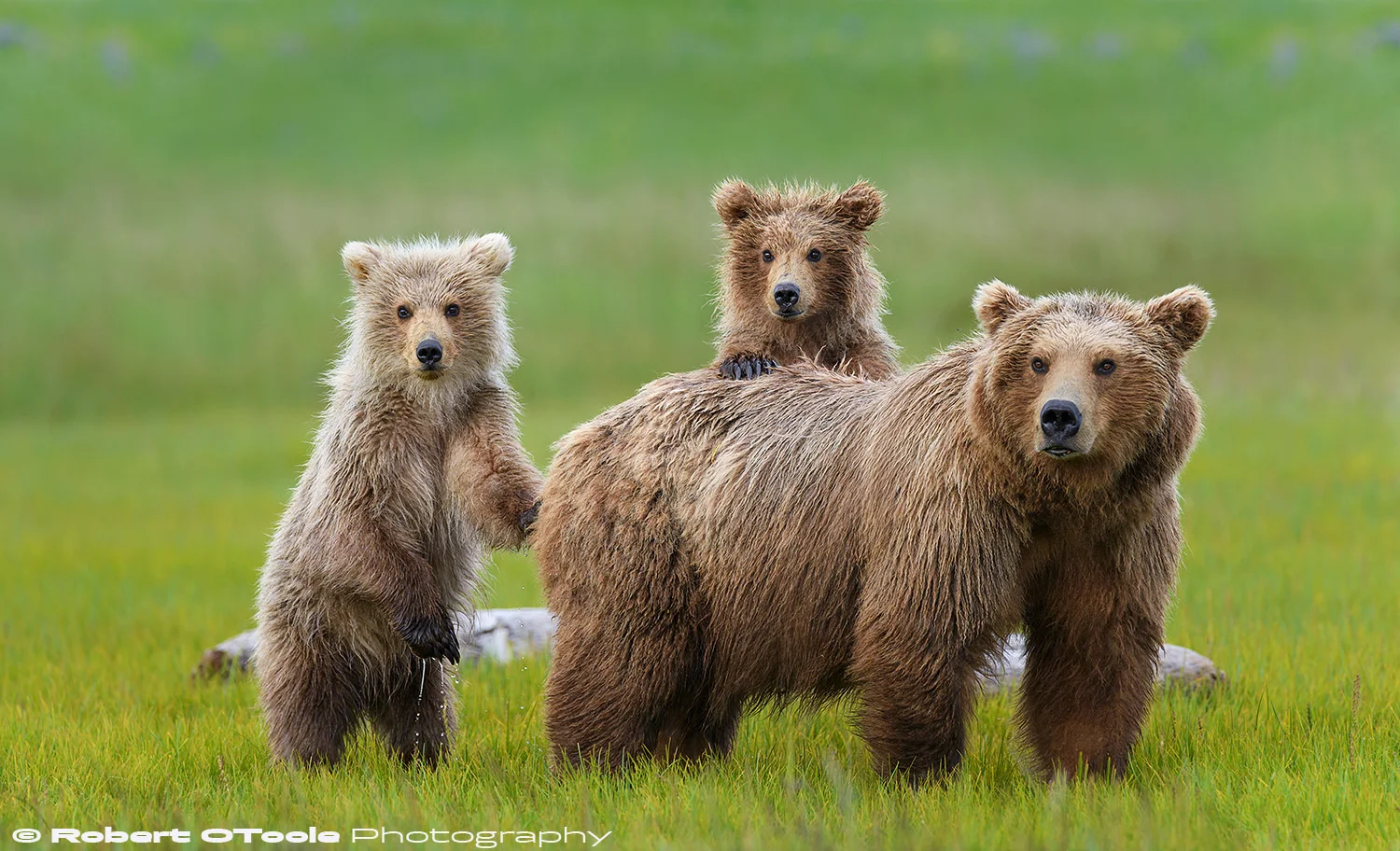 Hallo Bay, Katmai National Park and Preserve, Alaska, Nikon D850, Sigma 500 Sports lens, Manual mode, 1/1000 sec, f/5.6, Auto ISO, ISO 450, -0.3 EV, tripod