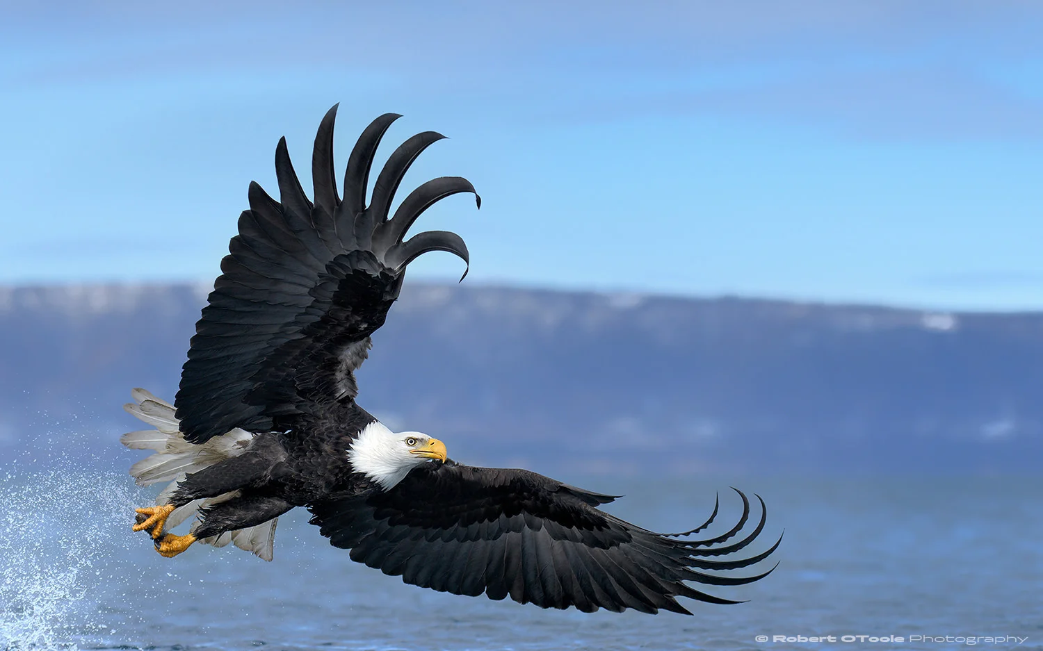 Eagle flaring at sea level with Nikon D850 with Sigma 120-300 Sports lens @ 155mm 1/5000th sec f/4 ISO 400 manual mode handheld