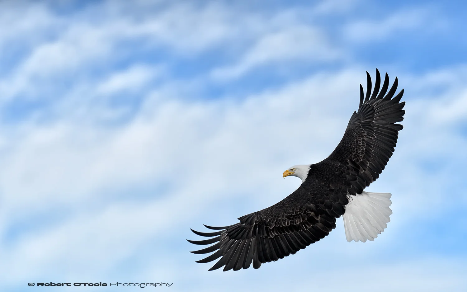 Eagle top bank with Nikon D850 with Sigma 120-300 Sports lens @ 240mm 1/4000th sec f/4 ISO 400 manual mode handheld