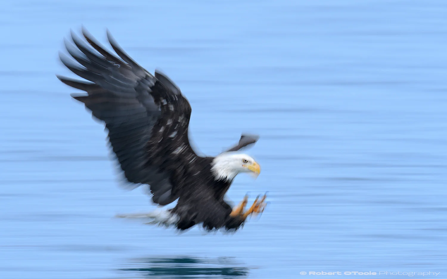Eagle at sea level with Nikon D850 with Sigma 120-300 Sports lens @ 250mm 1/30th sec f/5.6 ISO 100 manual mode handheld