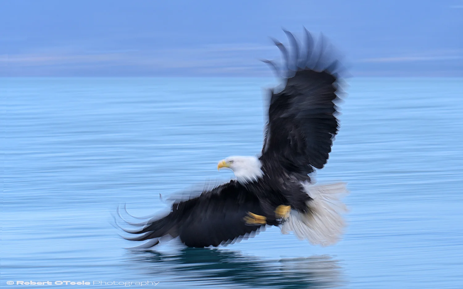 Eagle banking with Nikon D850 with Sigma 120-300 Sports lens @ 160mm 1/30th sec f/10 ISO 80 manual mode handheld