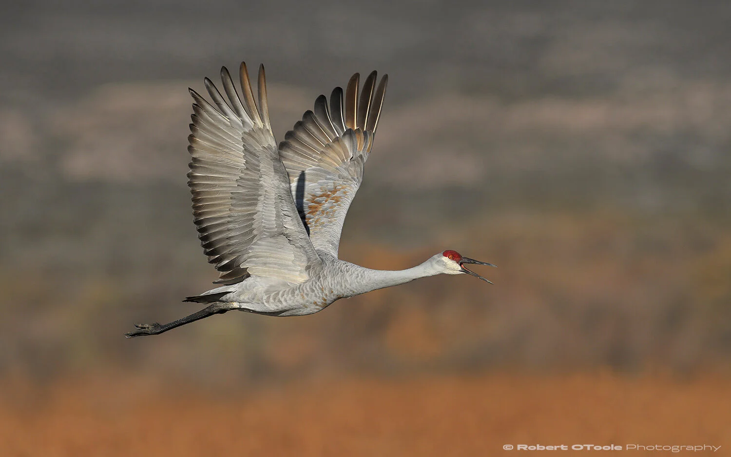 Sandhill crane fly by near the North Loop at Bosque del Apache NWR, New Mexico, Nikon D850 with Sigma 500 Sports lens 1/2500 s. f/5.6 at ISO 400 in manual mode.