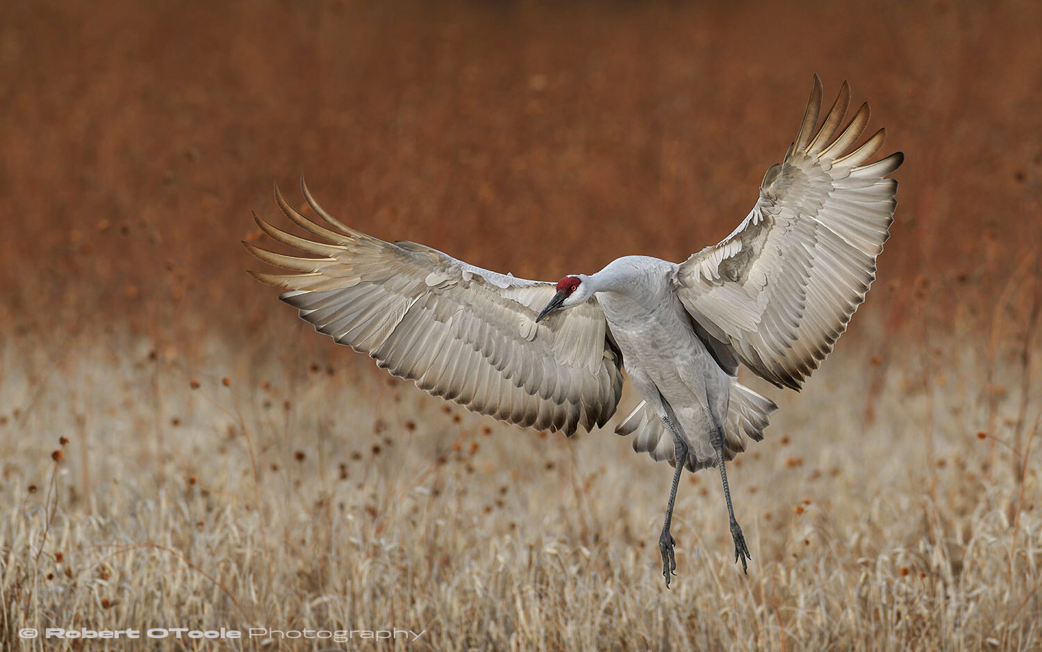 Sandhill crane landing in the warm glow of fall colors, the farm field at the end of the North Loop at Bosque del Apache NWR, New Mexico, Nikon D850 with Sigma 500 Sports lens 1/2000 s. f/4.5 ISO 400 in manual mode.
