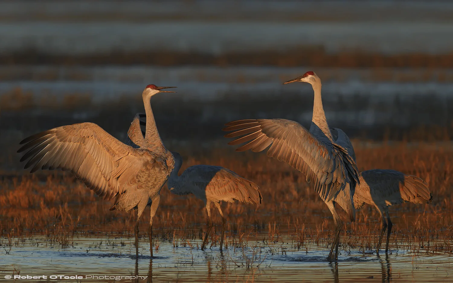 Sandhill cranes dancing in the first rays of the sunrise in the Crane Pool at Bosque del Apache NWR, New Mexico, Nikon D850 with Sigma 500 Sports lens 1/1600 s. f/4 ISO 400 in manual mode.