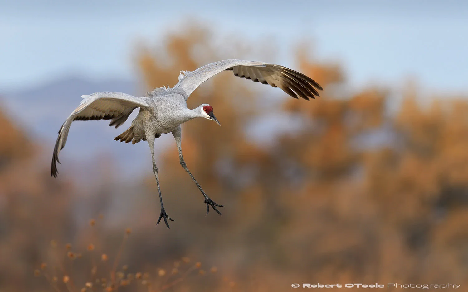 Sandhill crane parachuting into the Farm Fields at the North Loop, Bosque del Apache NWR, New Mexico, Nikon D850 with Sigma 500 Sports lens 1/2000 s. f/4.5 ISO 400 in manual mode.