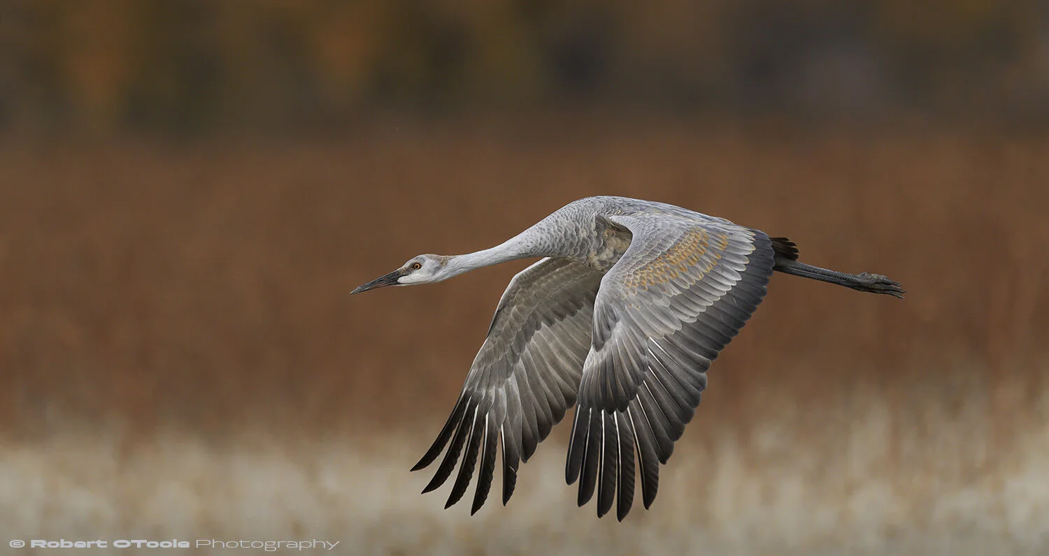 Immature sandhill crane at the northern Farm Fields, North Loop, Bosque del Apache NWR, New Mexico, Nikon D850 with Sigma 500 Sports lens 1/2000 s. f/4 ISO 400 in manual mode.