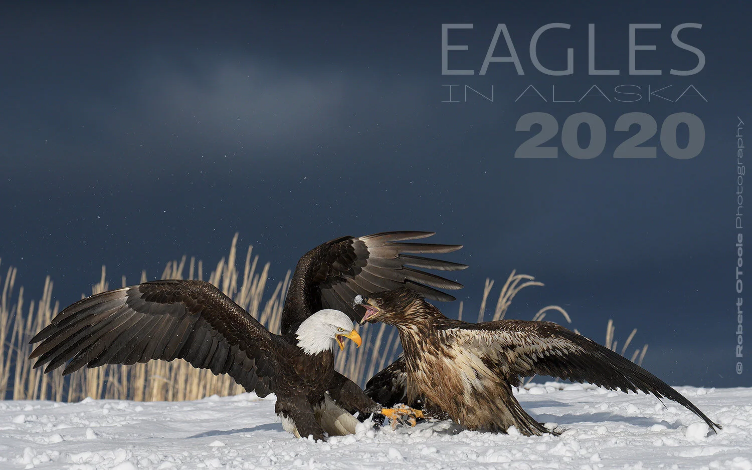 Nikon D500 and Sigma Sports 120-300 f/2.8 @ 195mm 1/3200 second at f/7.1 in manual mode and ISO 400 handheld.