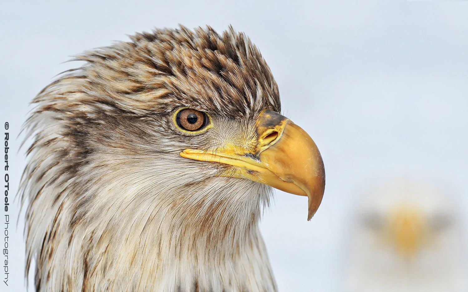 Eagle photobombing in Alaska. Nikon D500 with Sigma Sports 120-300 f/2.8 at 110mm and 1/1250 sec. at f/5.6 with ISO 400 in manual mode and handheld.