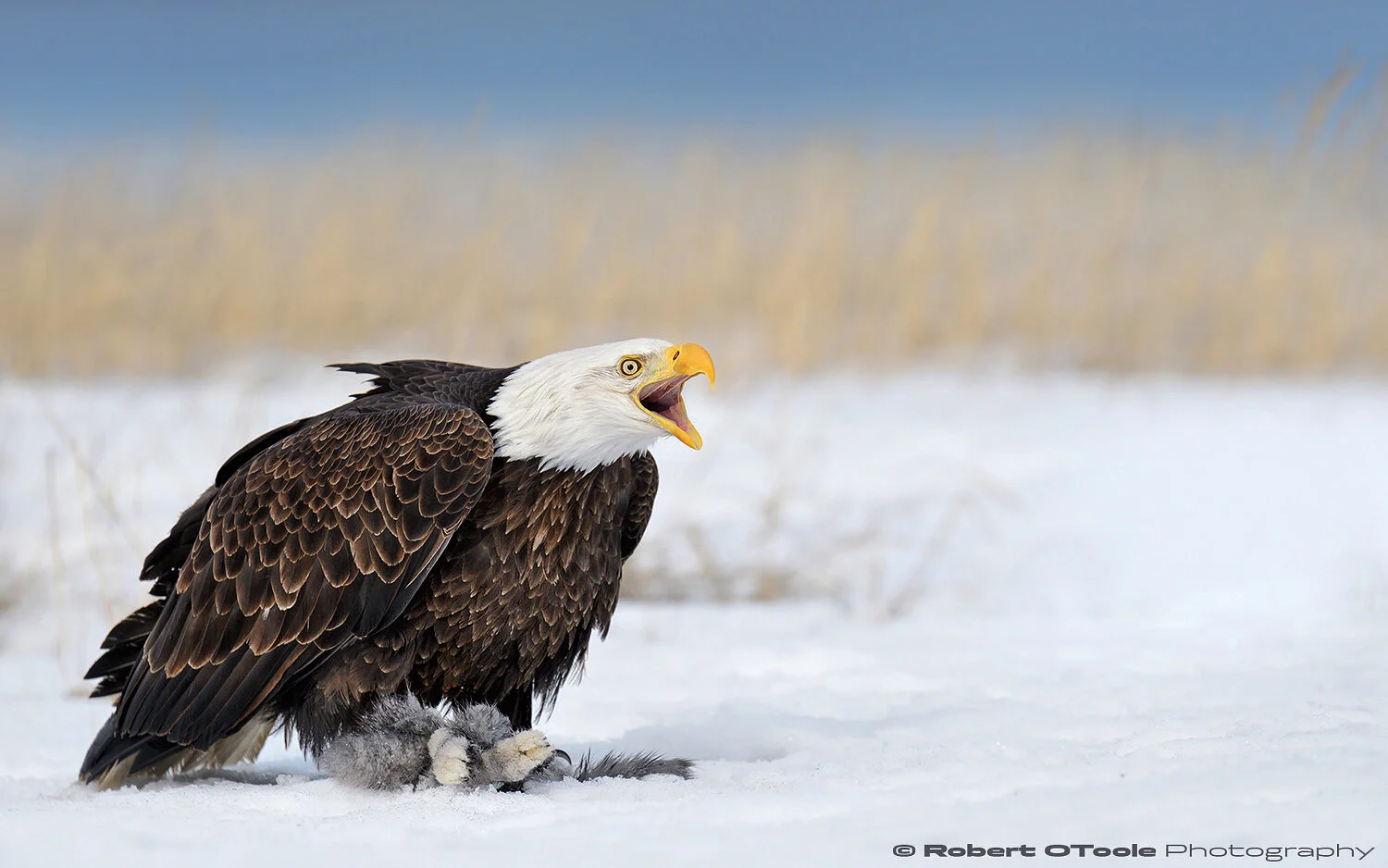 Eagle warning call over prey in Kachemak Bay Alaska. Nikon D500 with Sigma Sports 120-300 f/2.8 at 300mm and 1/4000 sec. at f/4 and ISO 400 in manual mode and handheld.
