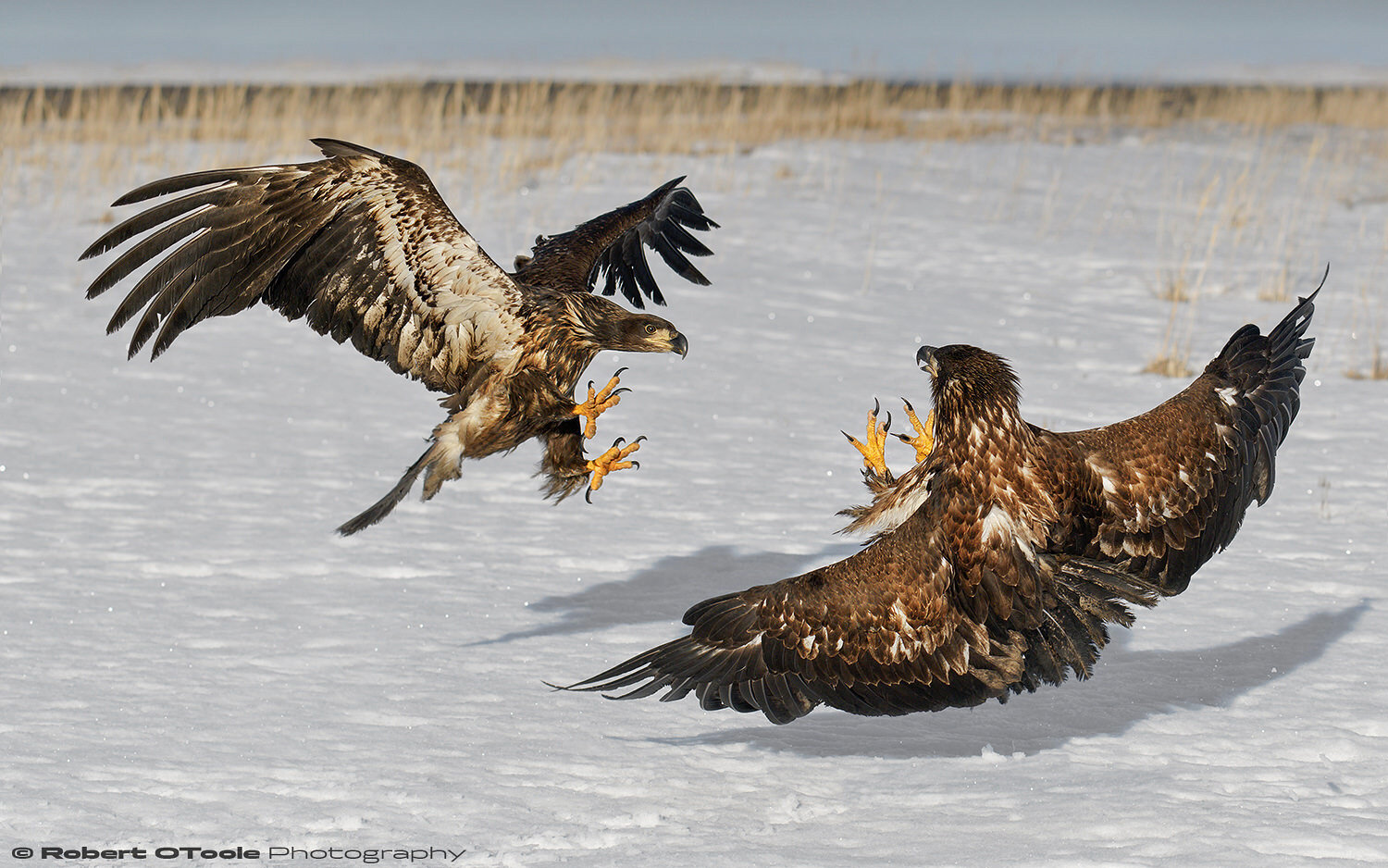 Collision course over Alaska. Nikon D500 with Sigma Sports 120-300 f/2.8 at 120mm and 1/5000 sec. at f/5.6 and ISO 400 in manual mode and handheld.