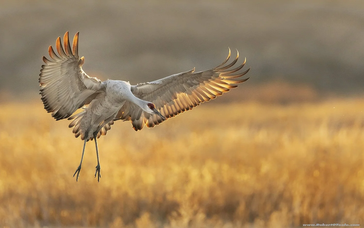 Sony α7R IV Sigma 500MM F/4 DG OS HSM Sports 1/2000s at f/4 ISO 400 Manual Mode