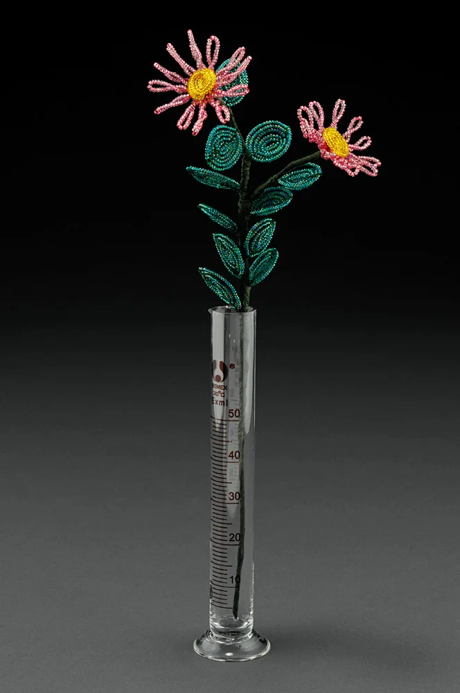 Silky Aster - 2010