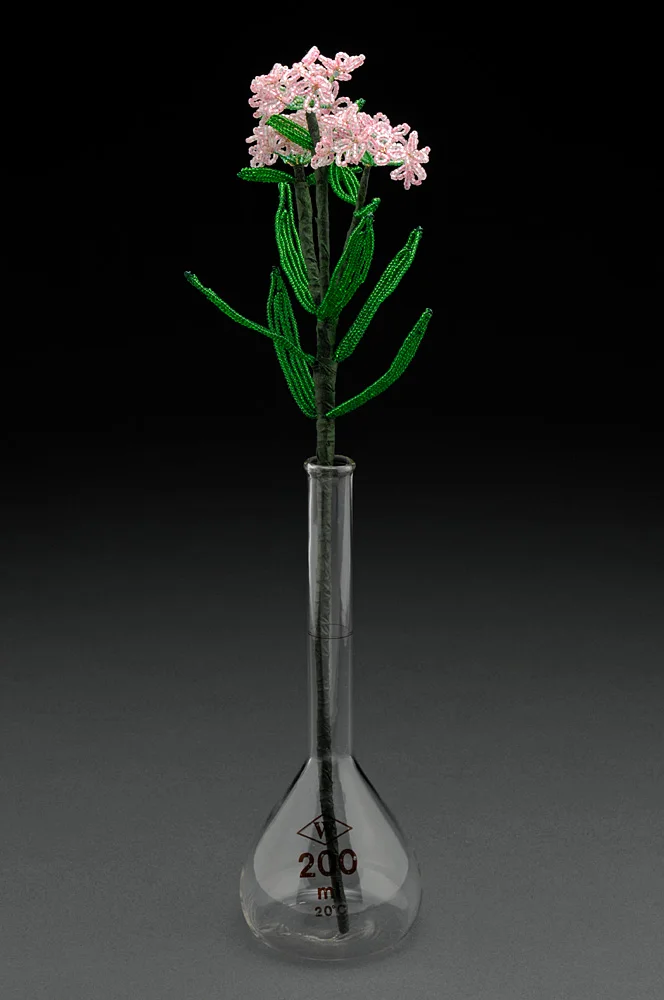Smooth Phlox - 2010