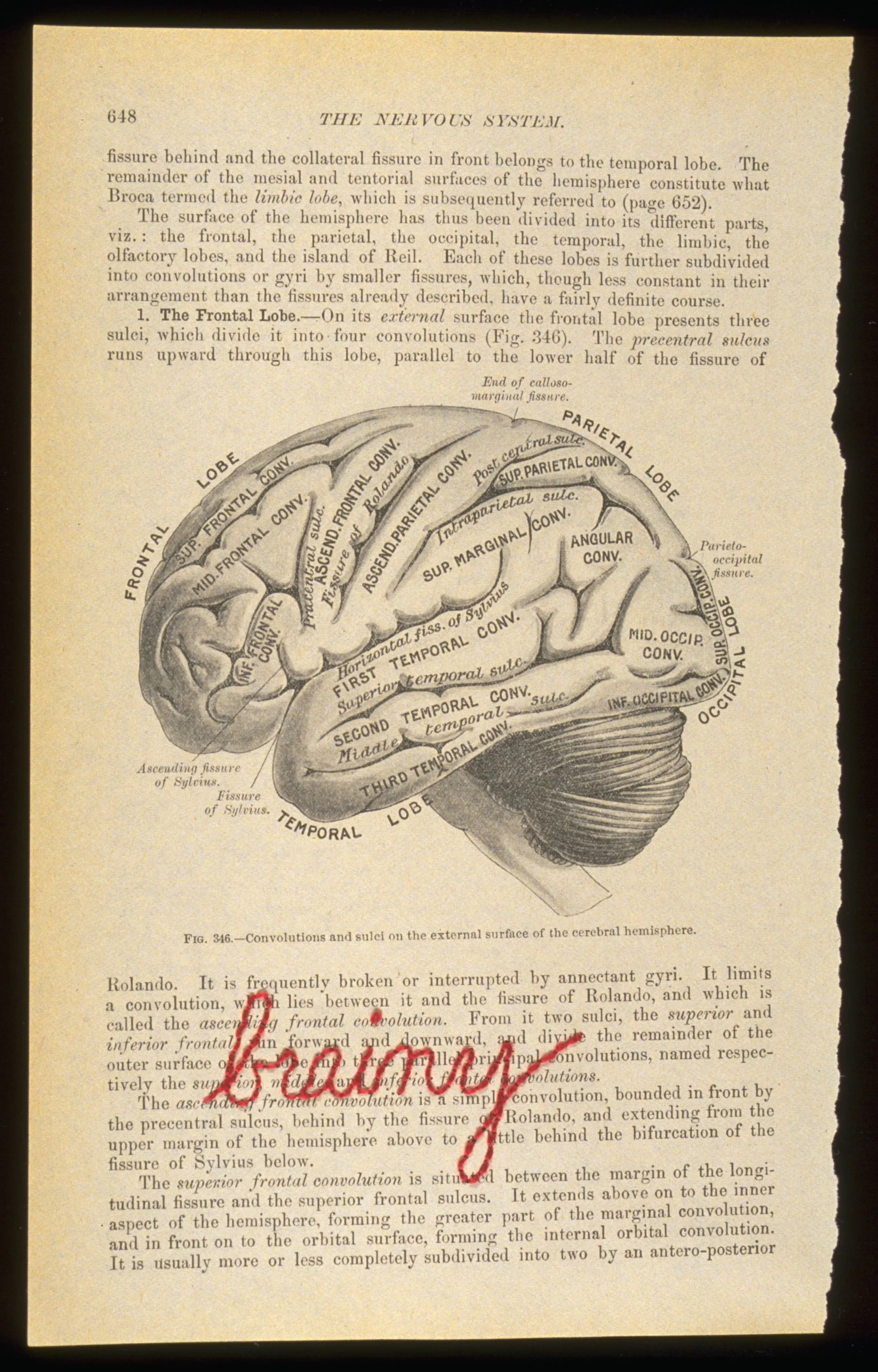 Body Language: Brainy - 1996