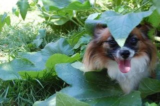 Josephine is so tiny she hide under the squash leaves for shade. What a goofball.