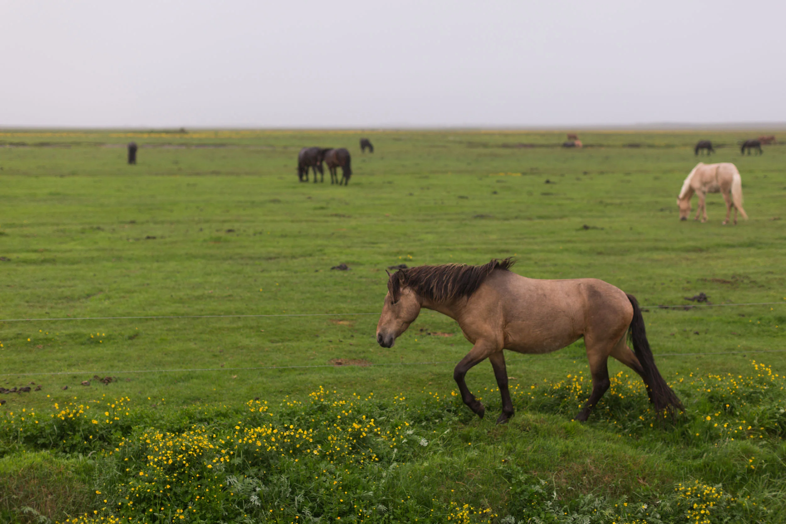 1418.1300.iceland.shewanders.suz-1010.jpg