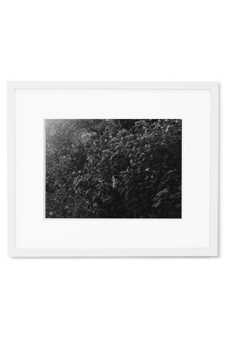 IfYou2 White.jpg