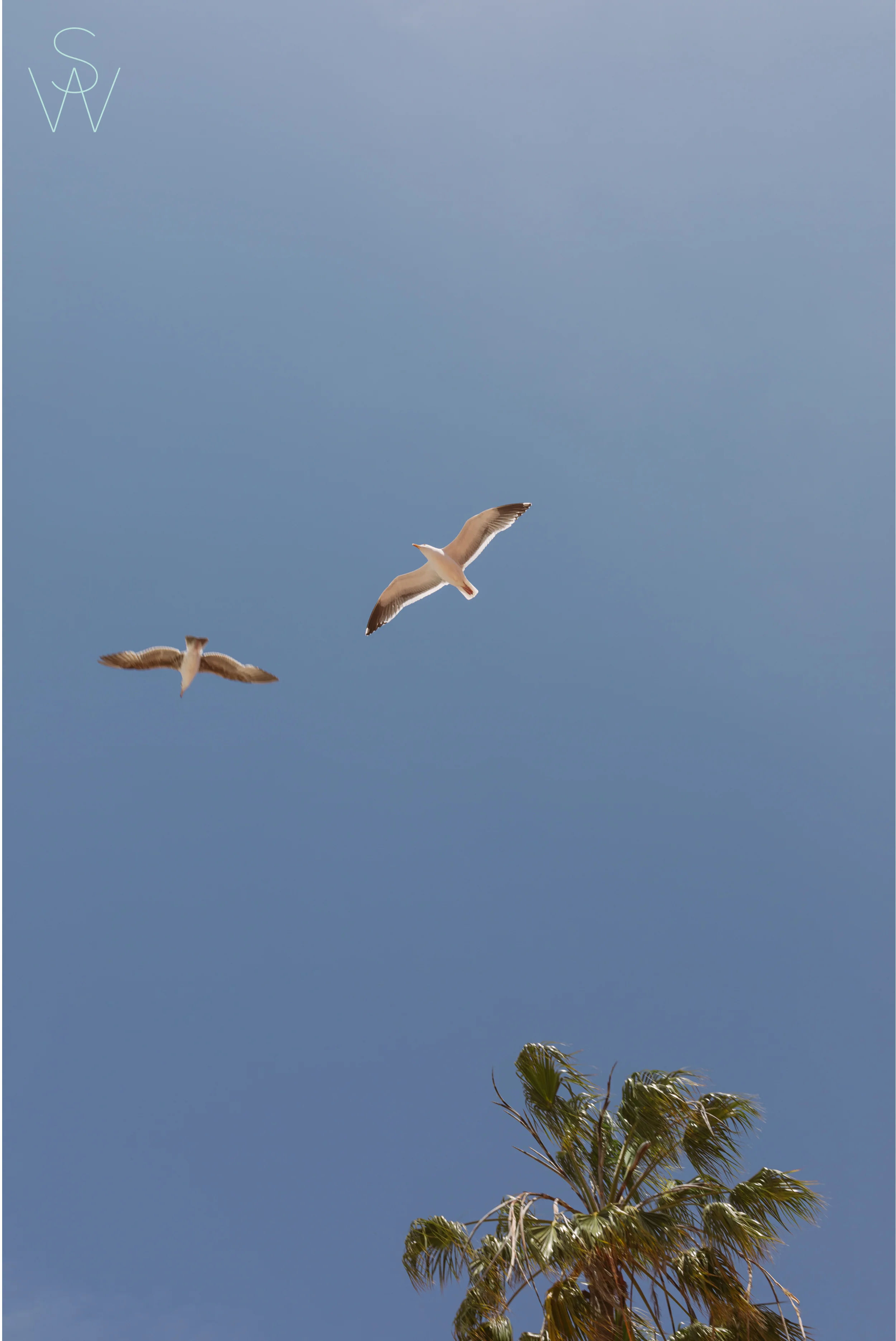 shewanders.wedding.photography.la.jolla-1000.jpg