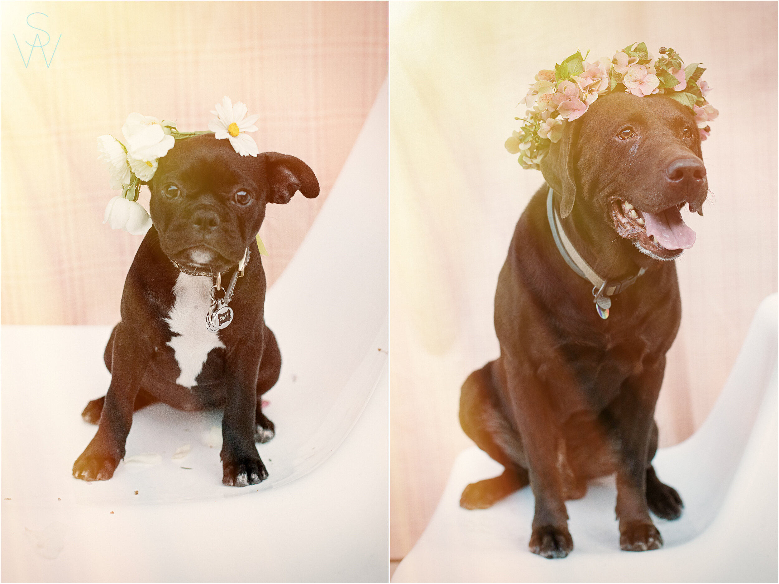 dog.portraits.flower.crown.shewanders.photography3.jpg