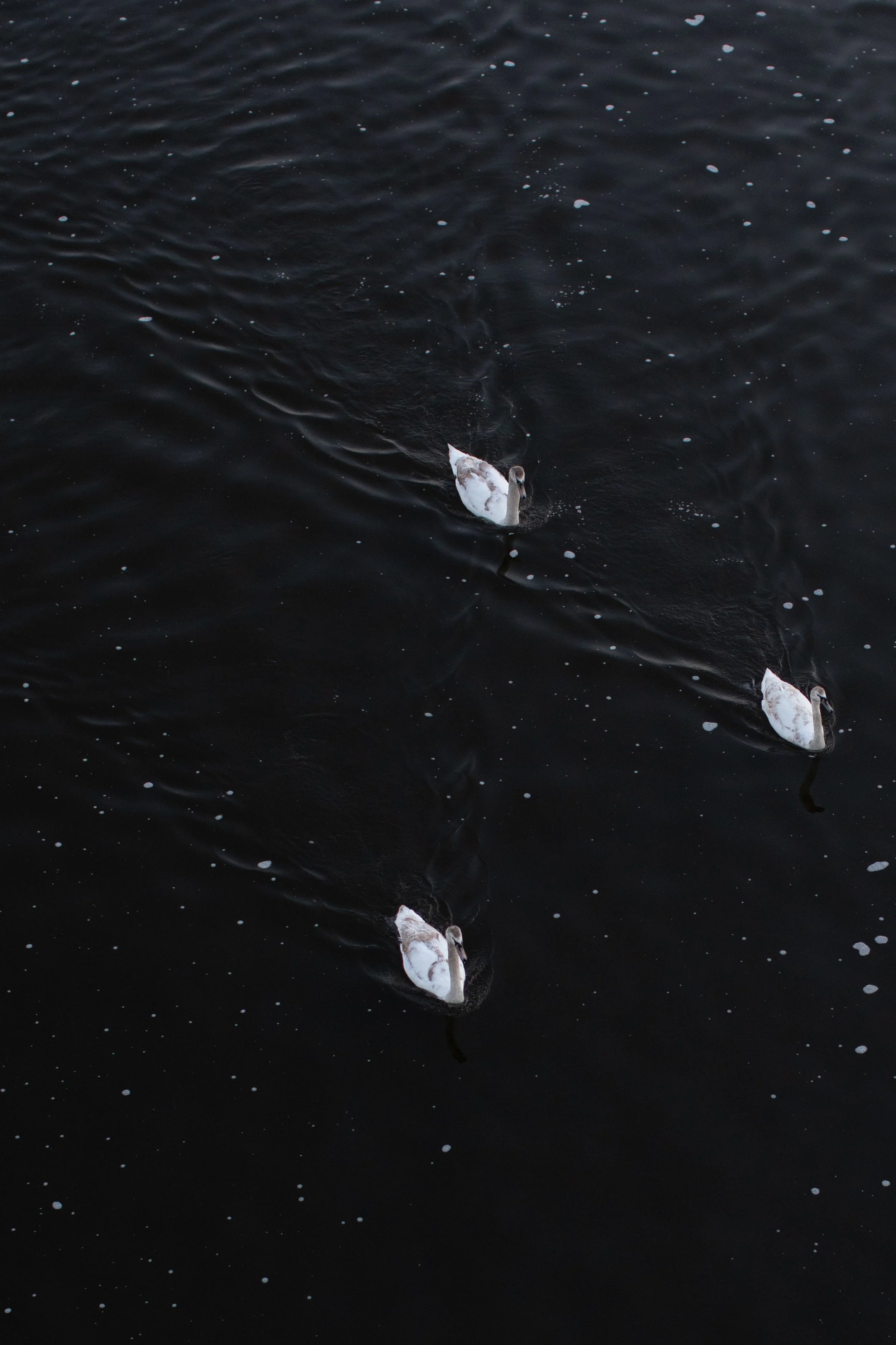1137.color.finding.shewanders.suzanne.ofeldtPrague.ducks.close.JPG