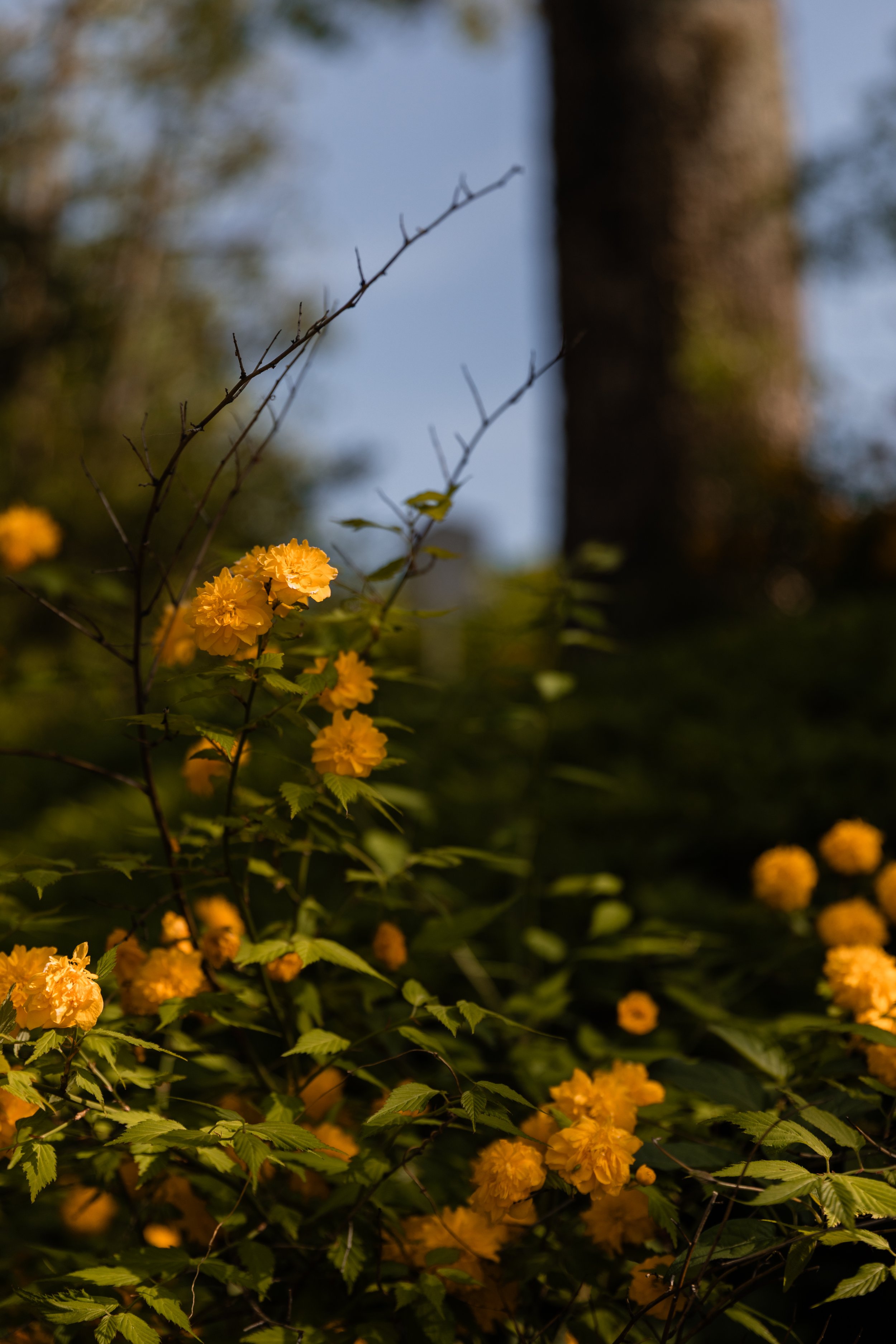 1146.color.finding.shewanders.suzanne.ofeldtjapan.JPG