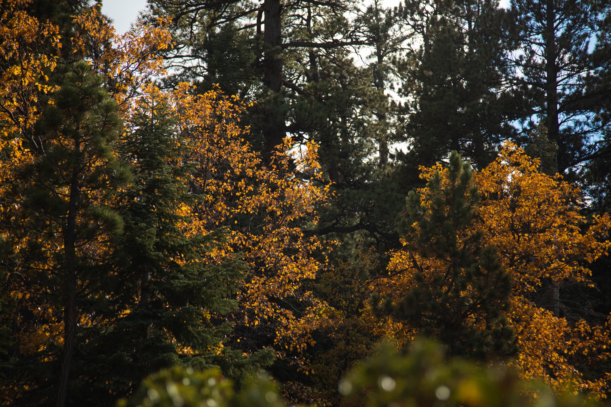 1145.color.finding.shewanders.suzanne.ofeldtbig.bear.california.cfar.JPG