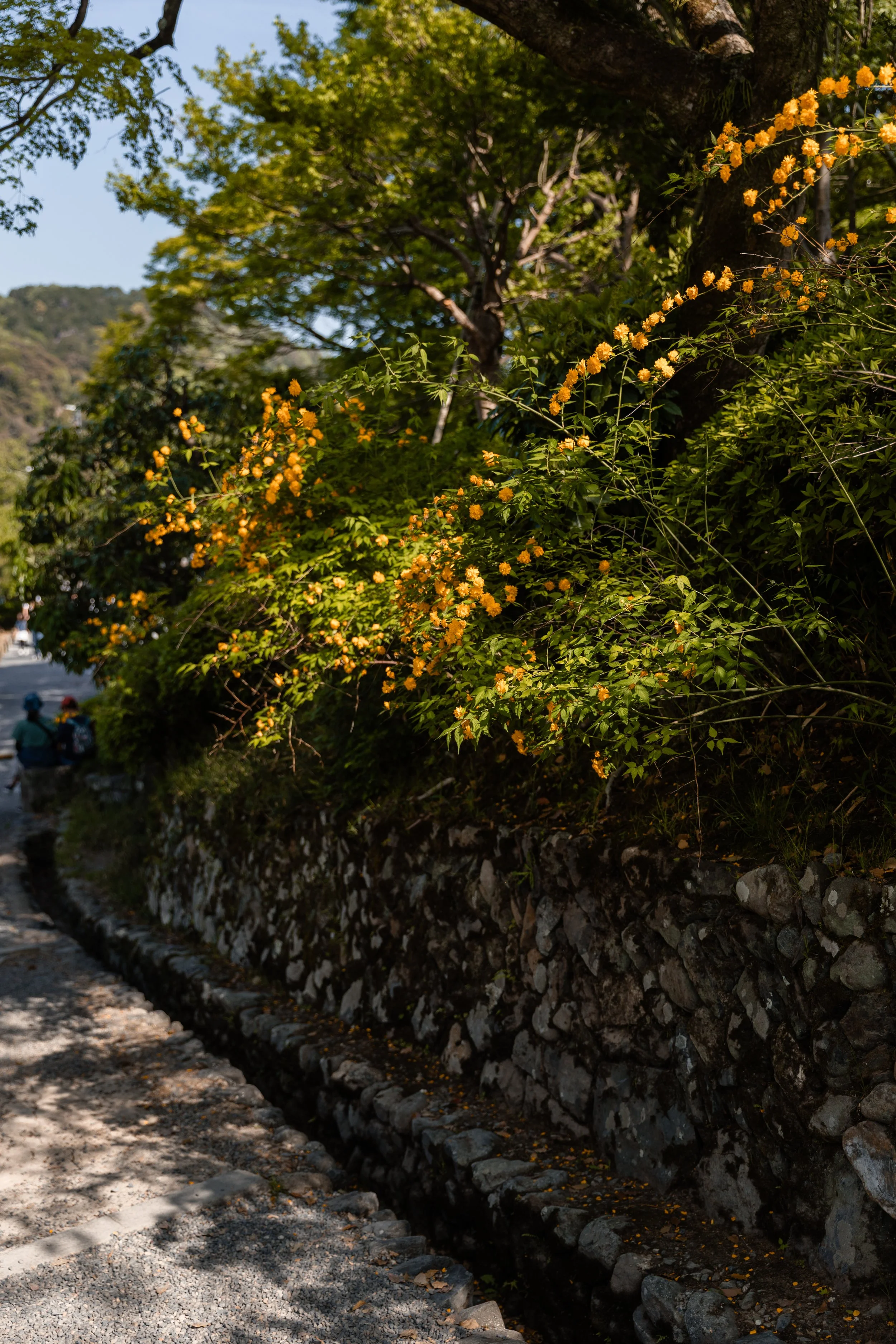 1147.color.finding.shewanders.suzanne.ofeldtjapan.JPG
