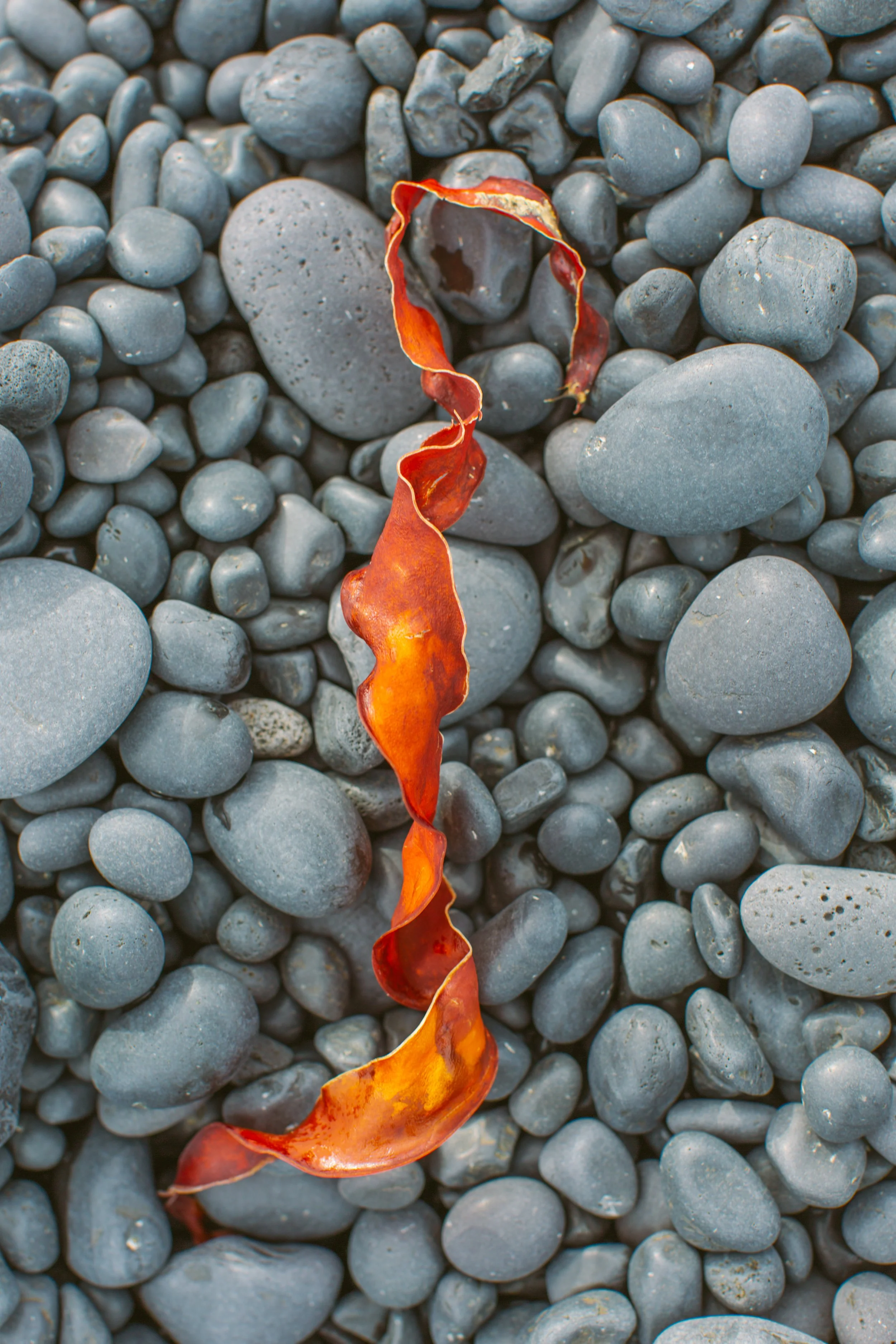 1160.color.finding.shewanders.suzanne.ofeldticeland.JPG