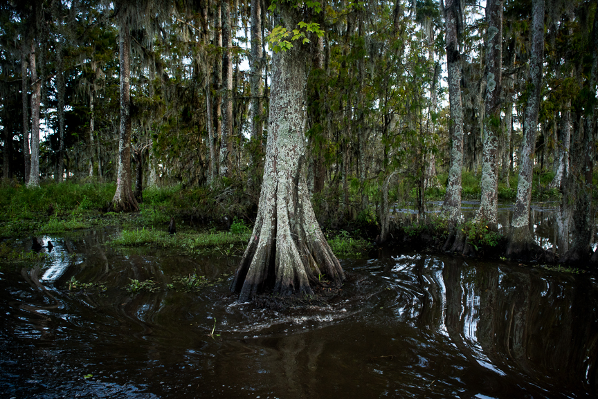 The swamps in Des Allemands, La. 