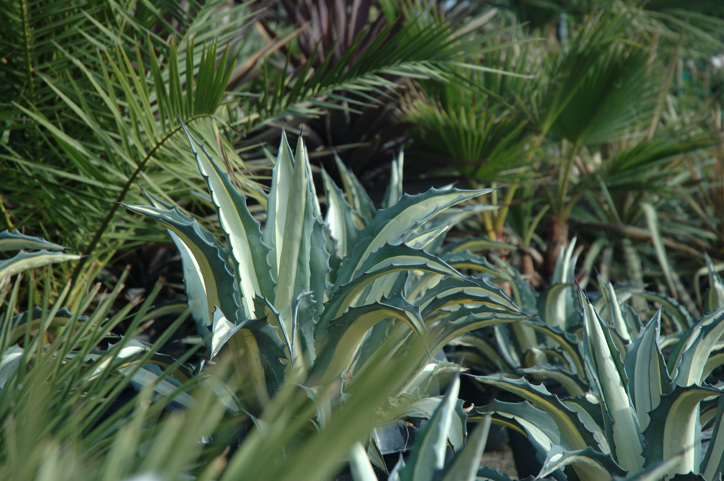 Agave and Palms.jpg