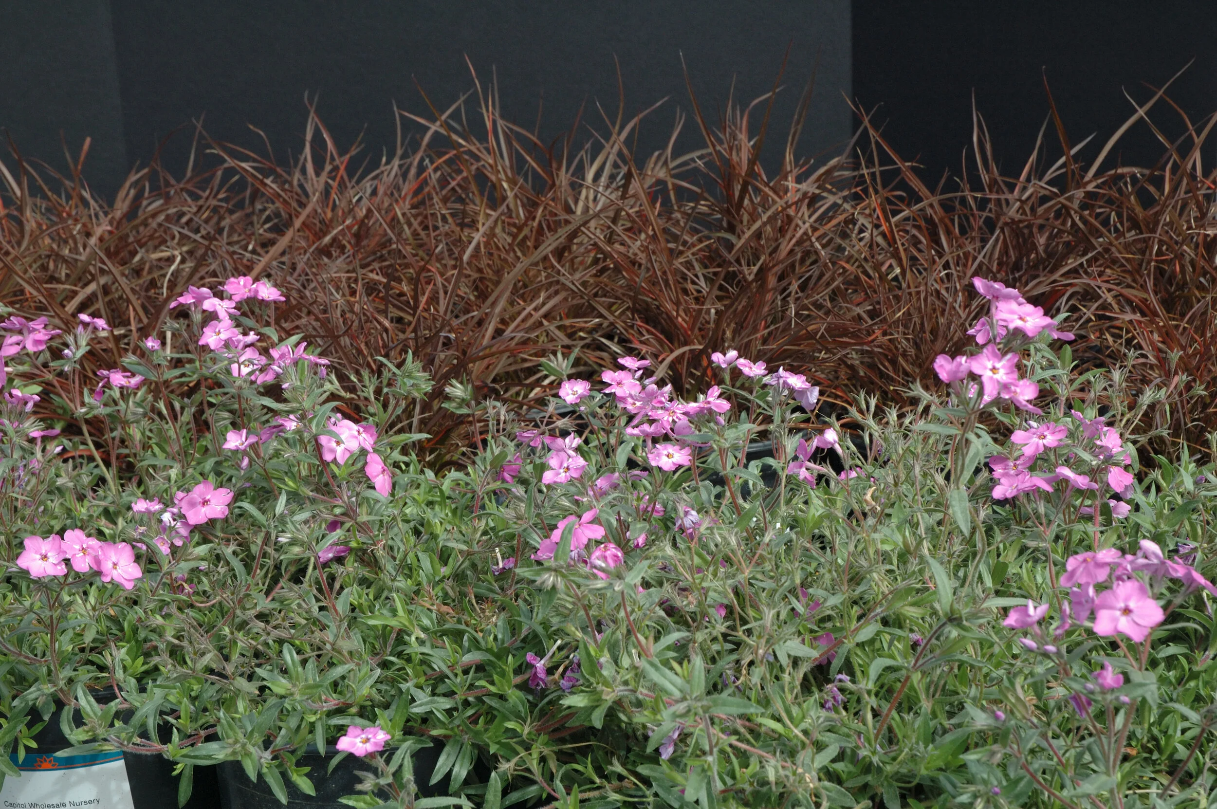 Virtual Tour — Capitol Wholesale Nursery