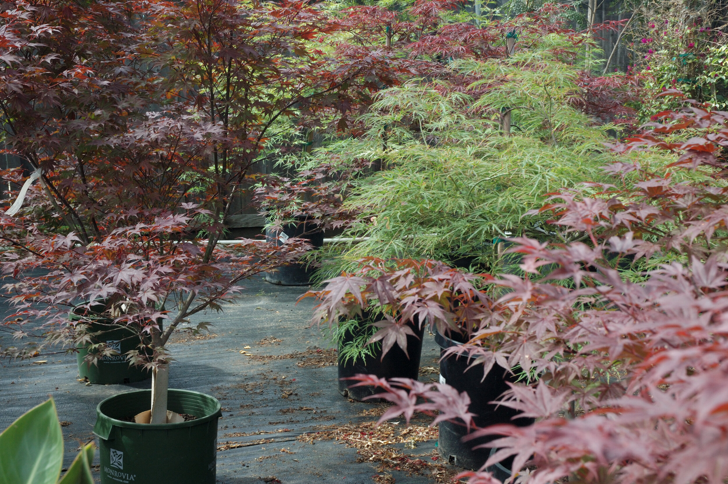 Japanese Maple Varieties.jpg