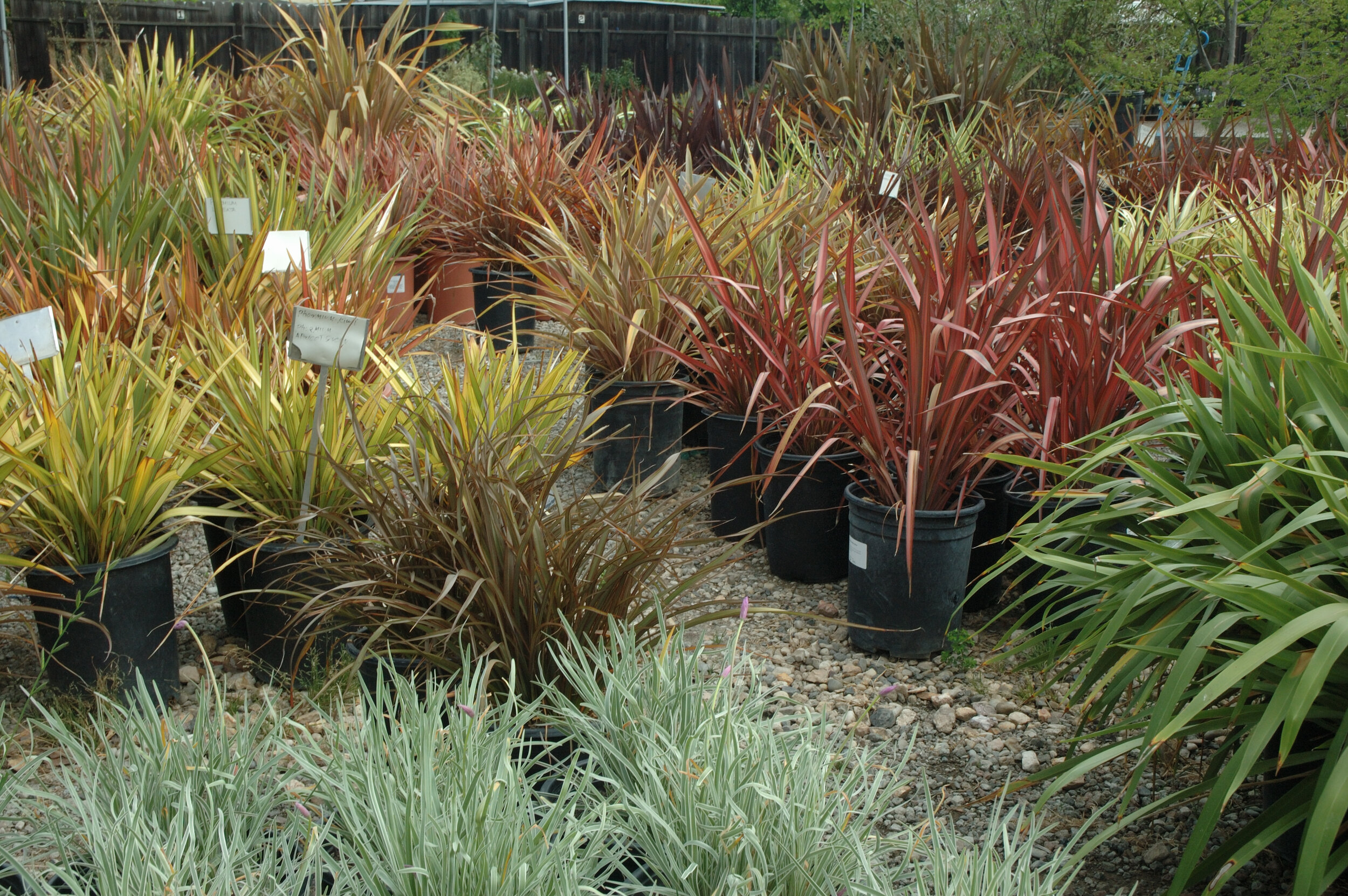 Phormium Varieties_2.jpg