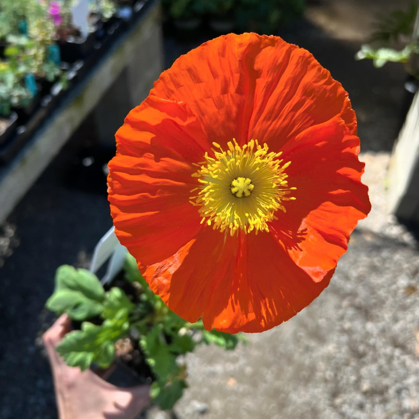 Keeping with today&rsquo;s sun-oriented theme: Papaver nudicaule &rsquo;Champagne Bubbles Orange&rsquo;! Bringing serious sun energy to the 4&rdquo; plant tables! ☀️🌼

#capitolwholesalenursery #totalsolareclipse #orangeflowers #springflowers #spring
