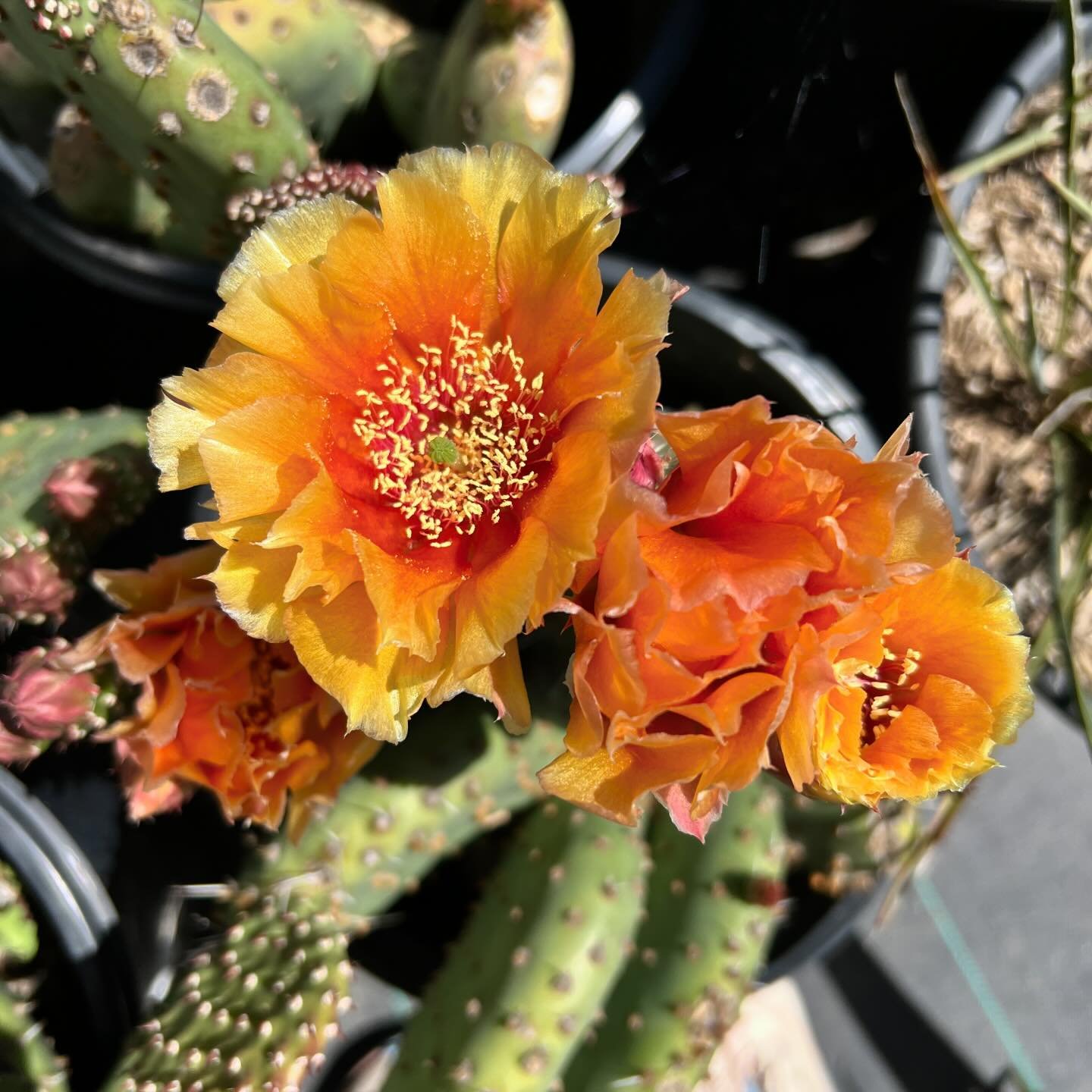 Another sunny one: Opuntia x Walk in Beauty &lsquo;Mandarin Sunrise&rsquo; cactus! 🌵☀️🌼 These don&rsquo;t flower for too long but when they do they are just exquisite! 

#capitolwholesalenursery #totaleclipse2024 #orangeflowers #springflowersmakeme