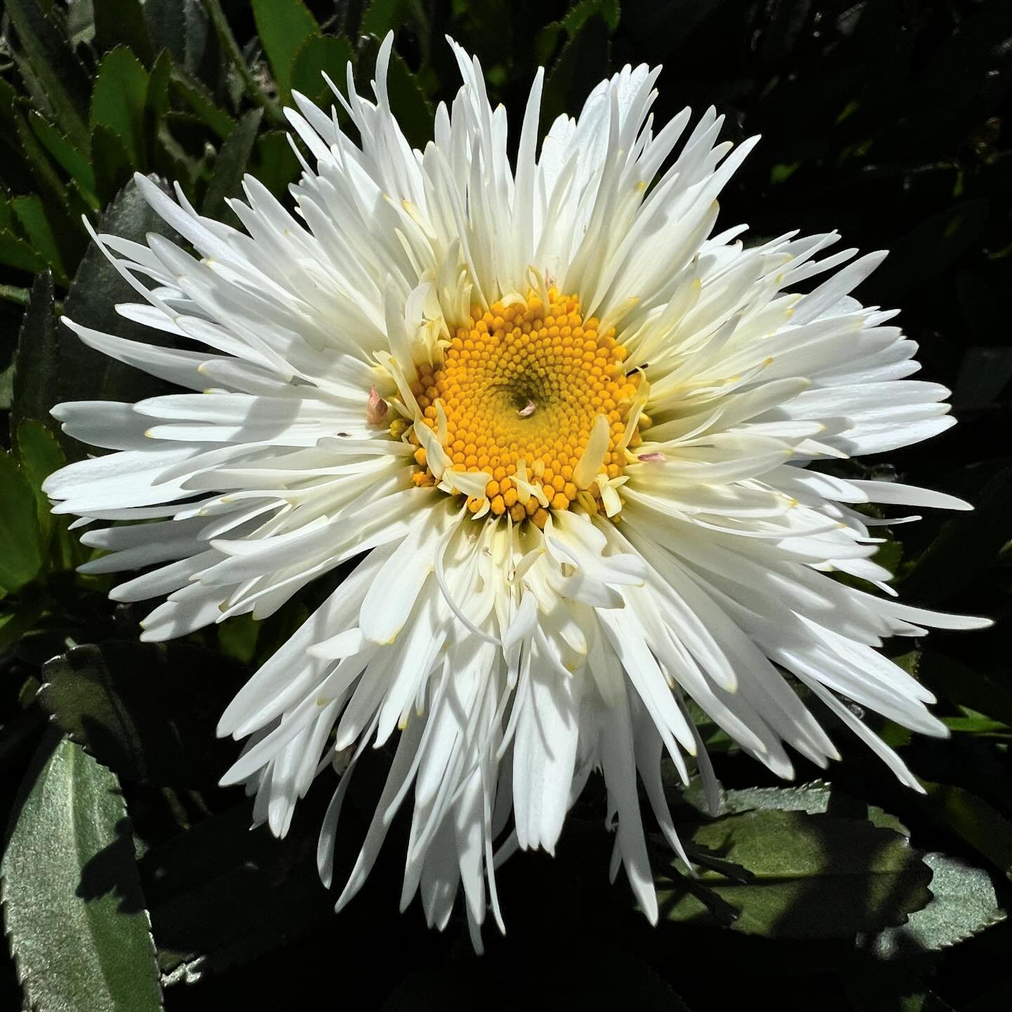 Chrysanthemum &lsquo;Rebecca&rsquo; 🌼 Great for borders, containers, rock gardens, or cut flowers. A crowd pleaser - who wouldn&rsquo;t love these bright, feathery white petals? 💕

#capitolwholesalenursery #nowblooming #springflowers #longblooming