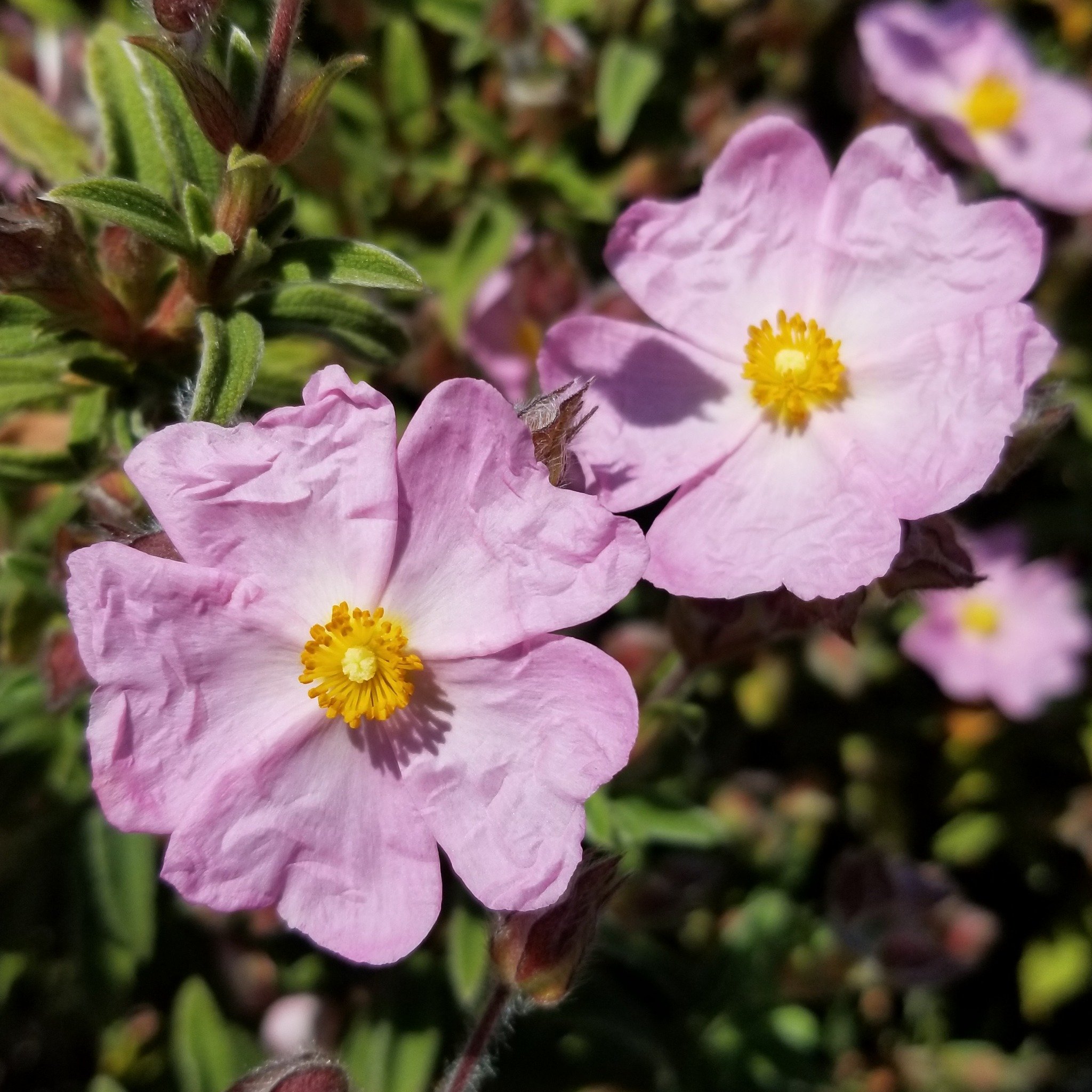 Happy Earth Month, plant lovers! 🌎 In honor of Mother Earth, we'll be talking this month about how to improve the sustainability and health of your garden.

In California's climate, drought-tolerant plants are a great place to start making your gard