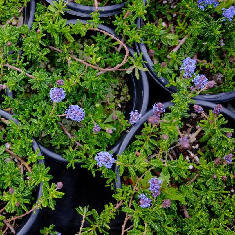 There are so many wonderful forms of California native Ceanothus!🪻Also known as California Lilac, these shrubs are fragant and colorful, adding beautiful shades of purple and blue to your yard. Like other natives, they are exceptionally drought-tole