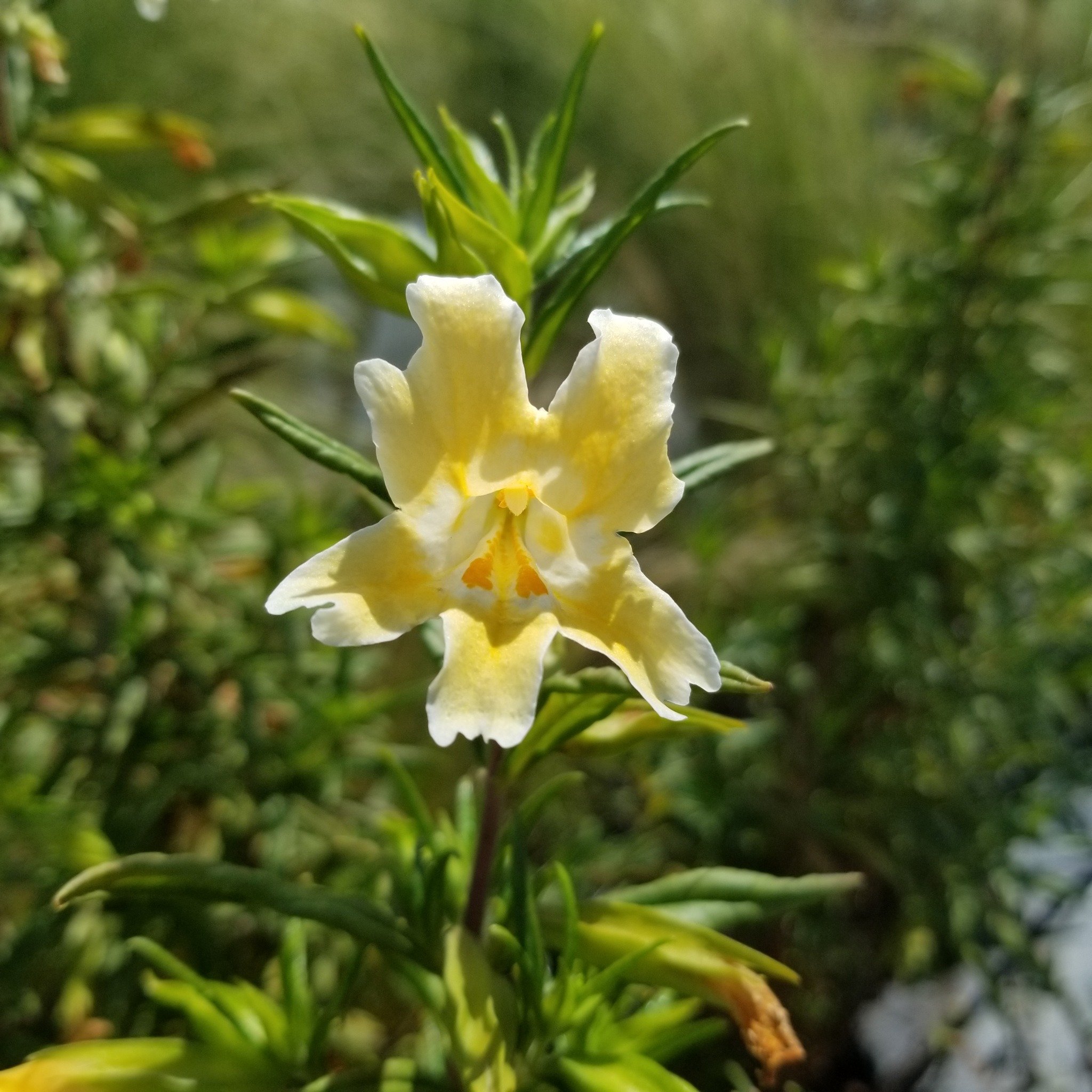 Mimulus (Diplacus), aka Monkeyflower, are a familiar sight alongside California's roadways and in its natural ecosystems - some are even found in bogs, such as Erythranthe cardinalis (Scarlet Monkeyflower). 🌼  But did you know there are over 145 dif