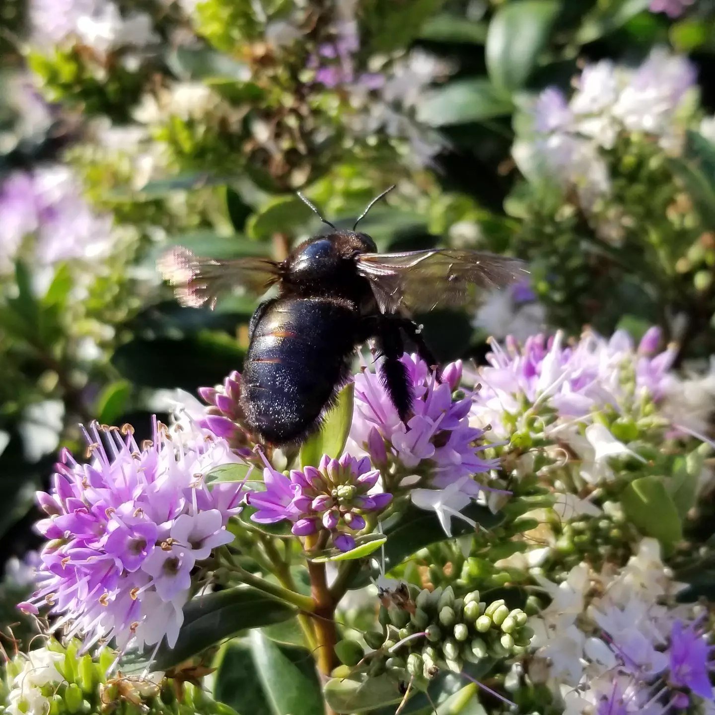 Happy Earth Day! 🌎 There are SO many ways to support the Earth in your yard and garden. 🌿☀️ Here are some tips for creating a more eco friendly garden in 2024: 

1. Ditch the pesticides! ❌💀 Poisons in your yard kill wildlife indiscriminately and d