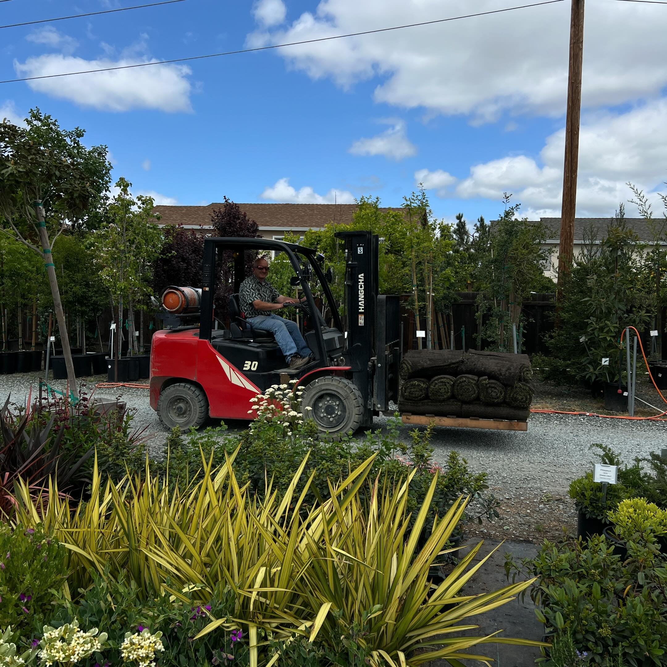 A perfect spring day in San Jose - here comes Anthony driving rolls of sod to the back of the nursery! 🚜

Have you picked out your spring plants yet? What&rsquo;s on your list? 🌸🏡

#capitolwholesalenursery #wholesaleplants #californiagardens #spri