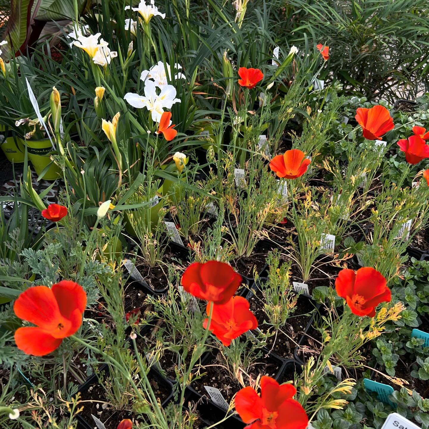 For #FlowerFriday - these #californianative &lsquo;Orange King&rsquo; California Poppies are absolute stunners! 🌼 Deer and fire resistant, self-sowing, and drought and heat tolerant, they attract birds, butterflies, and bees to your garden and put o