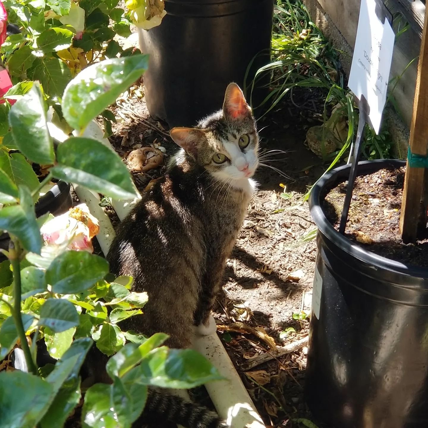 This most darling little kitty loves hanging out amongst the roses! 🌹🐈 What should we name her? 

#capitolwholesalenursery #catstagram #rosegarden #nurserycat