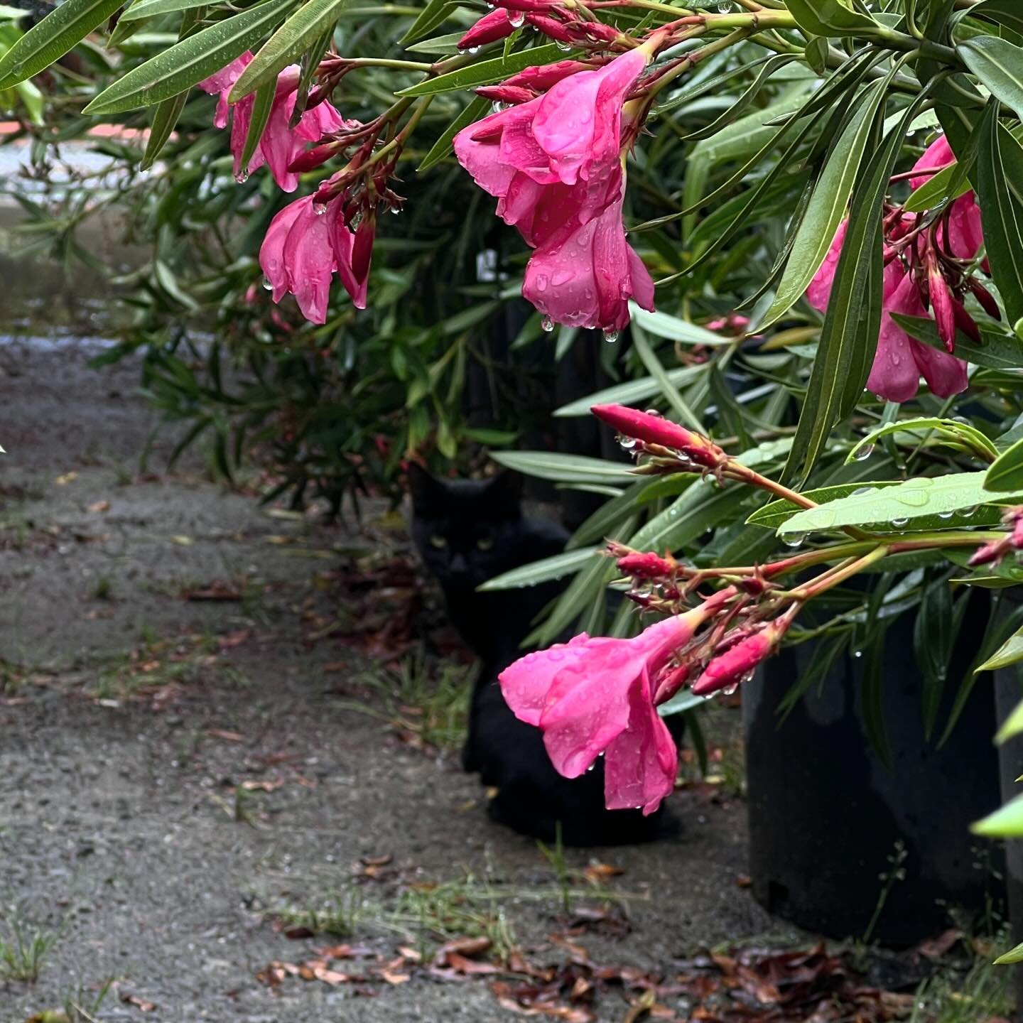 Little furry one spotted puddle-jumping after the rain ☔️🐈&zwj;⬛🌸 Look how his lil paws are raised up off the wet ground! 

#capitolwholesalenursery #catstagram #rainysaturday #sanjosecalifornia