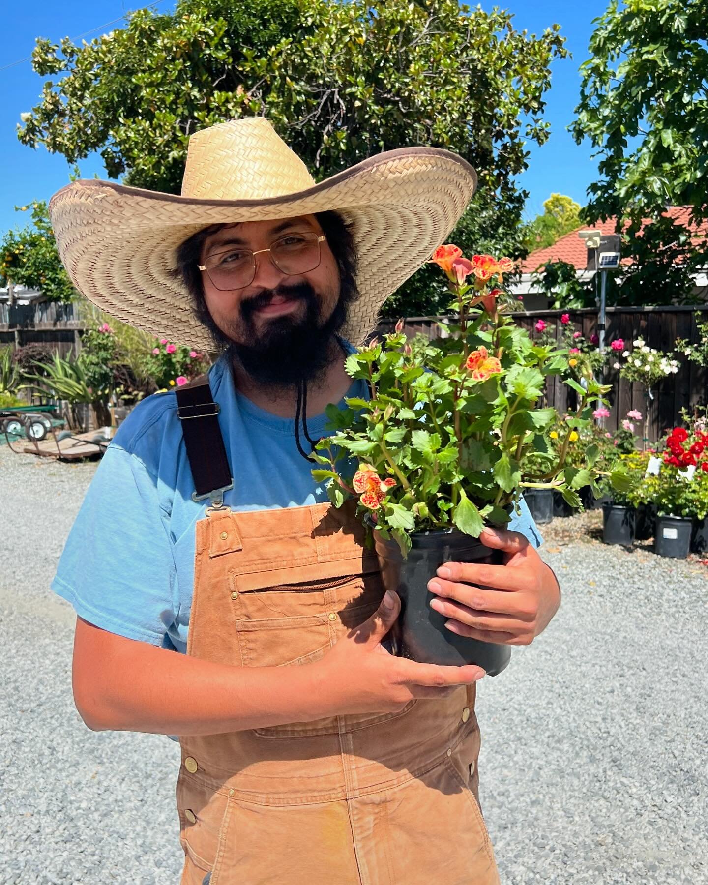 Brandon&rsquo;s excited to show you these new Mimulus hybrids, Torelus &lsquo;Tiger Melon&rsquo;! 🌼 They just arrived in the nursery this week and are really wild looking with their spotted flowers and serrated-edged leaves. If you like your Mimulus