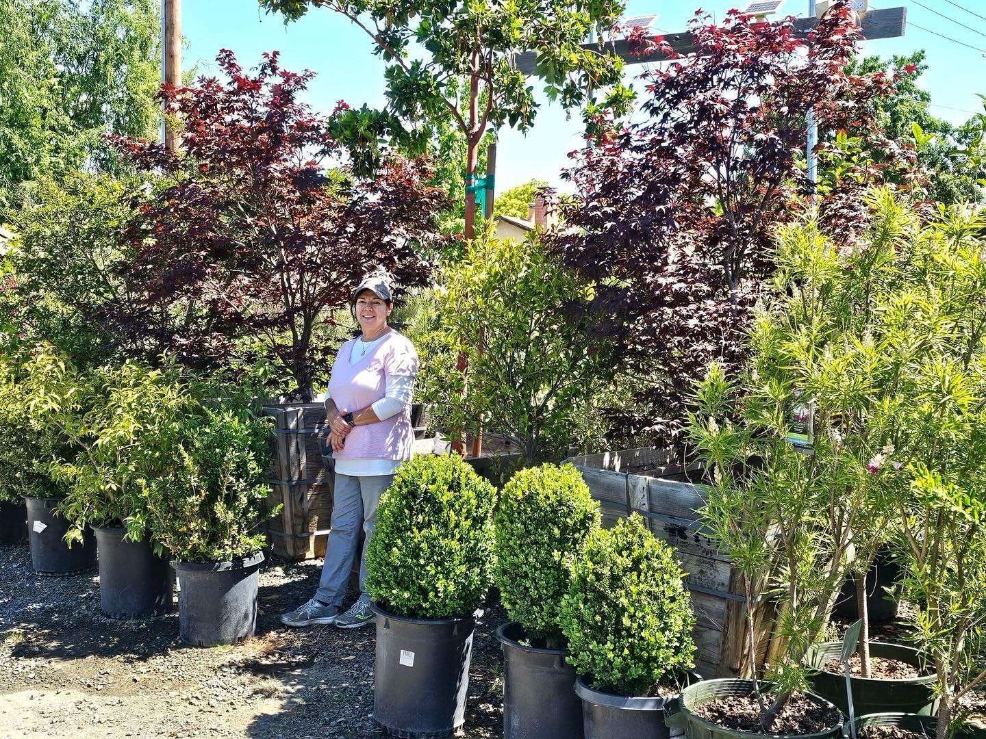 Nursery owner Robert captured this gorgeous photo of nurserywoman Diana taking a break from watering this morning. 🌸 Thank you Robert and Diana for sharing this special moment with us! 

#capitolwholesalenursery #sanjosecalifornia #portraits #wholes